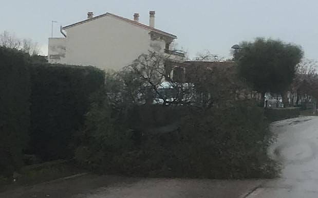 Árboles caídos en Madroñera.