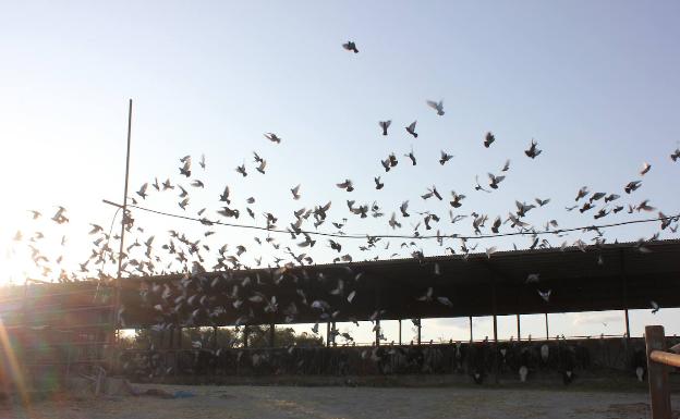 Varias palomas buscan pienso en una finca ganadera del término municipal del Casar de Cáceres. :: l. Campón