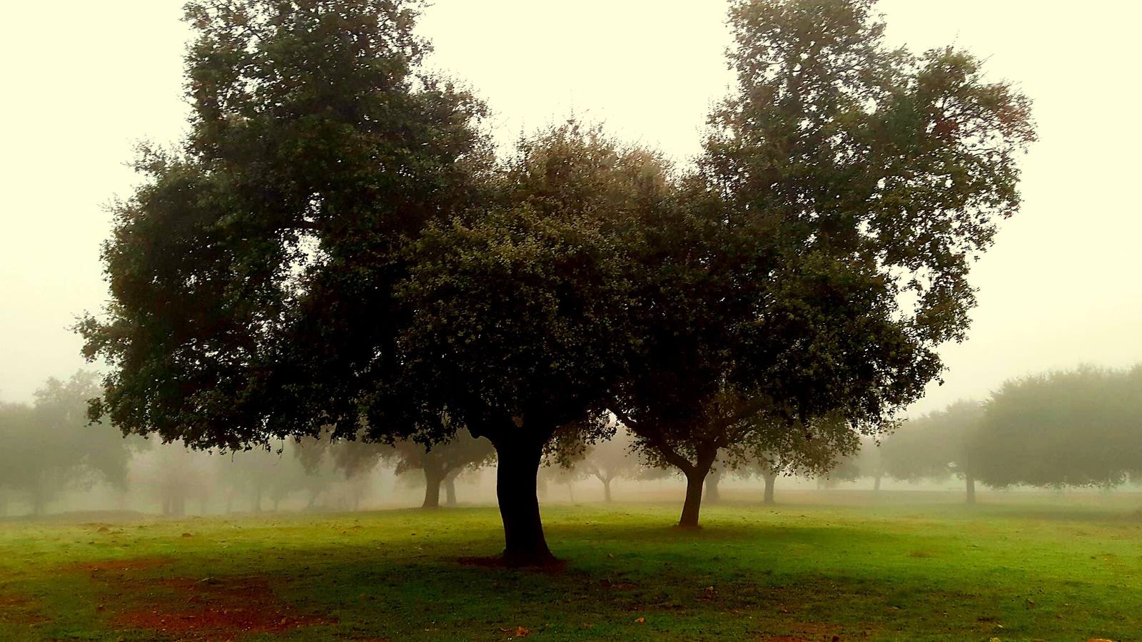 Nieblas en Helechosa 