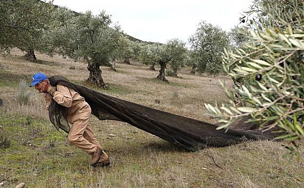 Los olivares plantados en fincas con más de un 15% de pendiente reciben ayuda específica