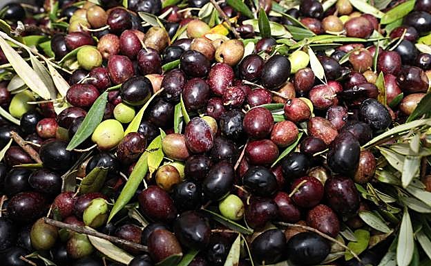 La cosecha de aceituna está en su fase final en la región.