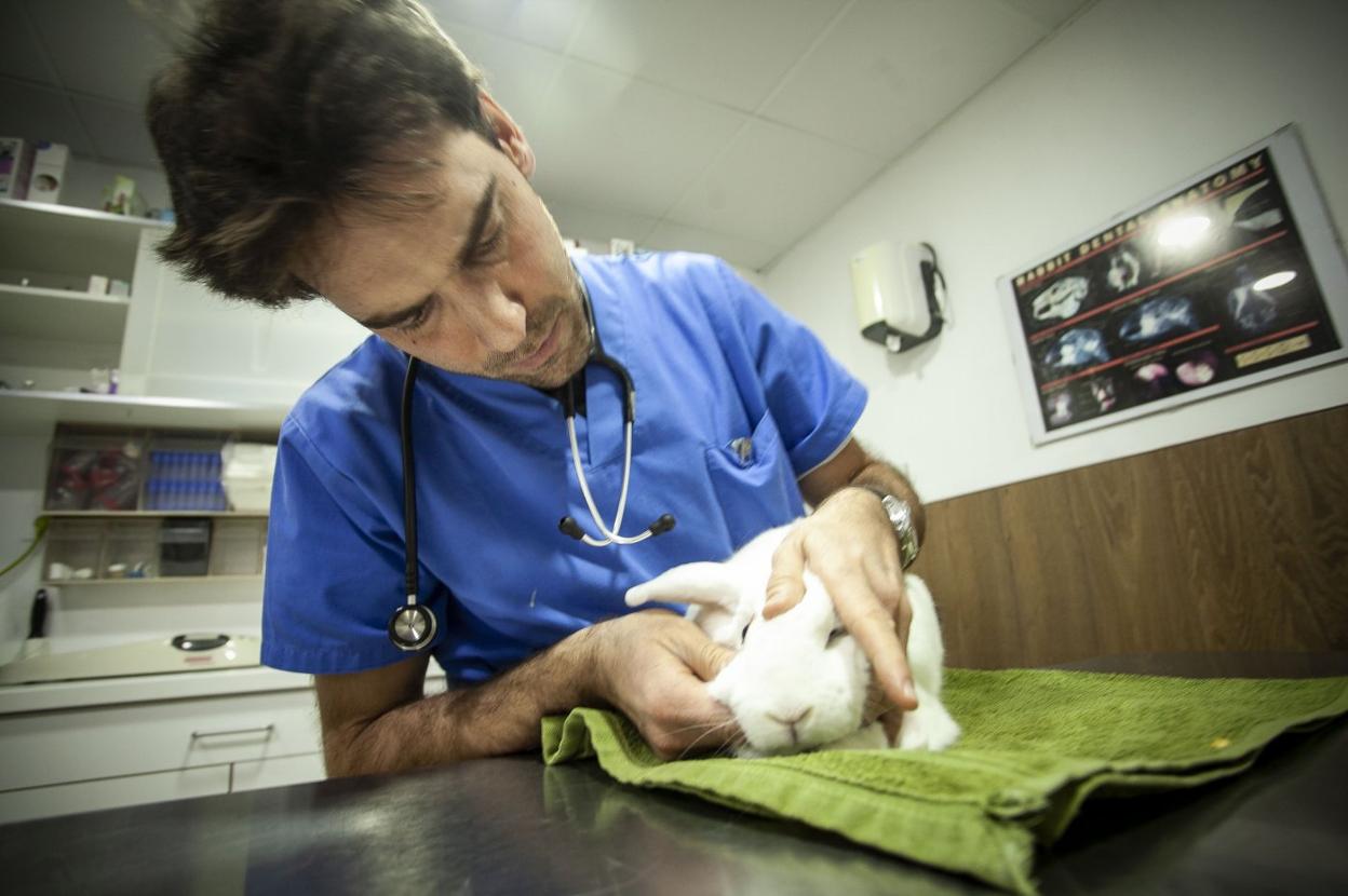 El veterinario Alejandro Martín, especializado en animales exóticos, corrobora la tendencia a tener especies fuera del perro y el gato. :: j. rey