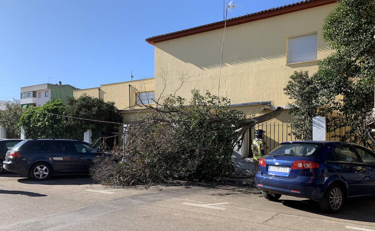 Un árbol se vino abajo en el colegio Ntra. Señora de la Soledad. 