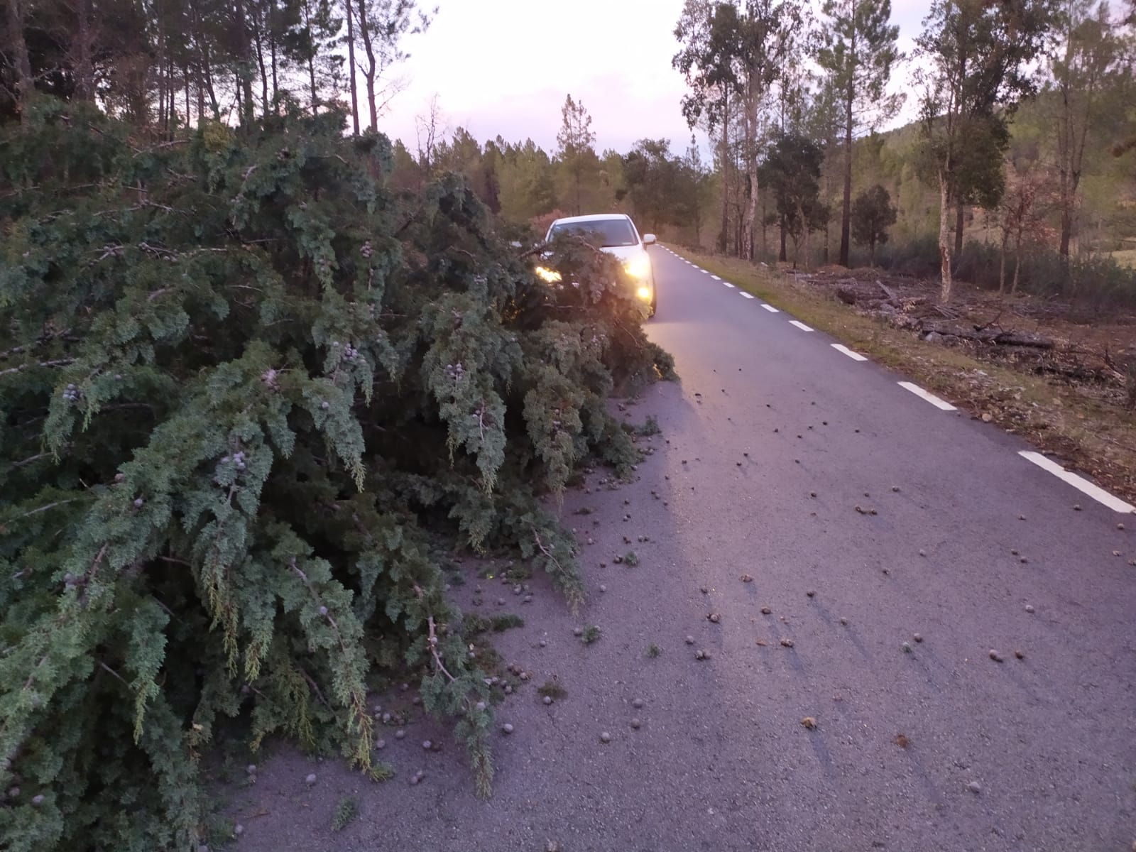 Ciprés en mitad de la calzada en Navatrasierra