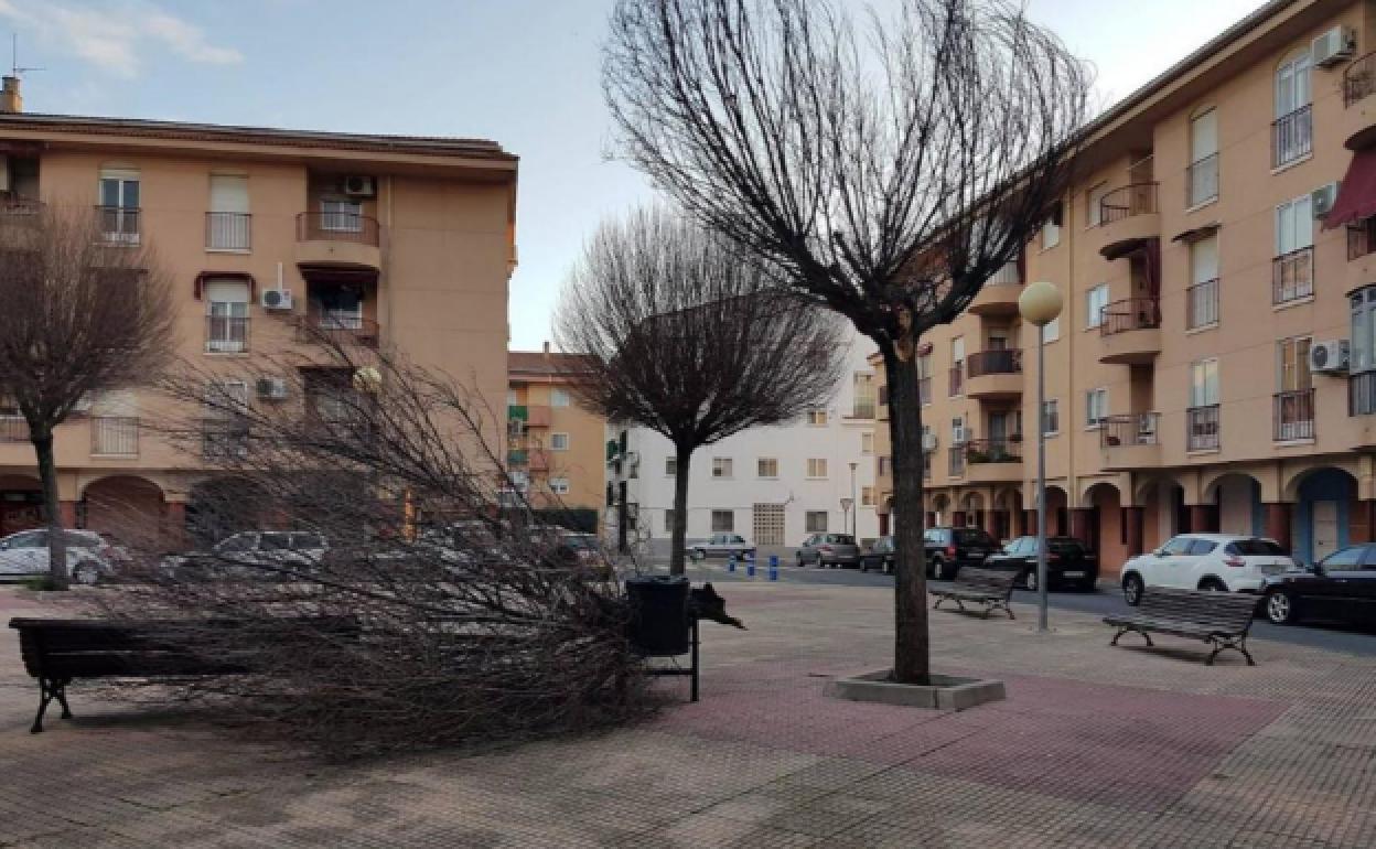 Árbol derribado por el viento en Plasencia:: HOY