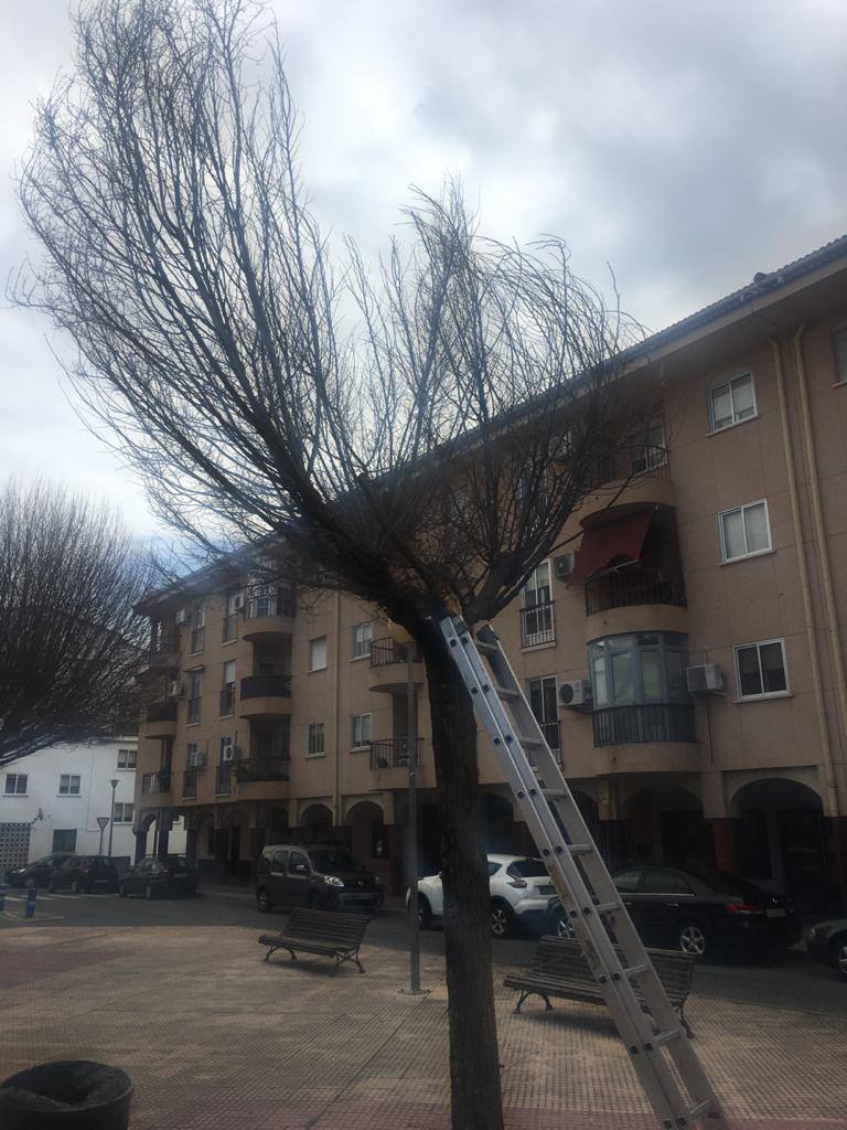 Destrozos por el temporal en Plasencia.