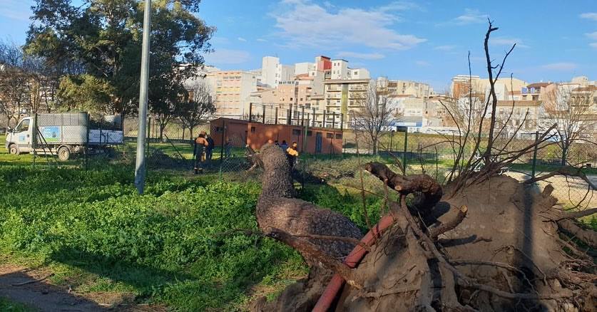 Árbol caído en Plasencia.