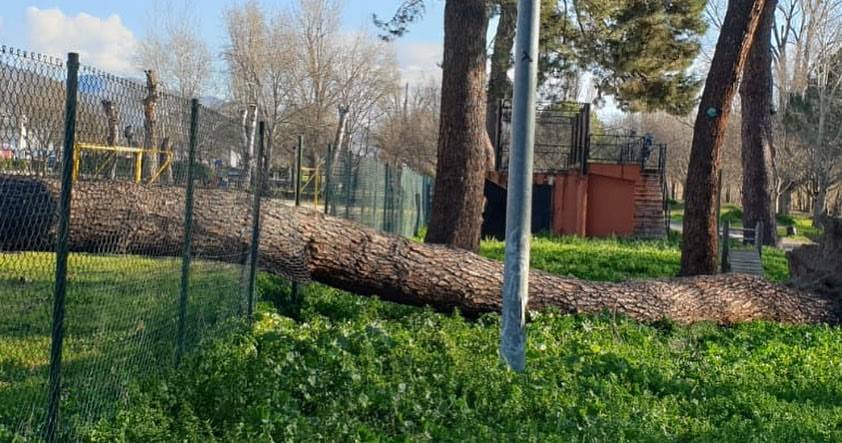 Árbol caído en Plasencia.