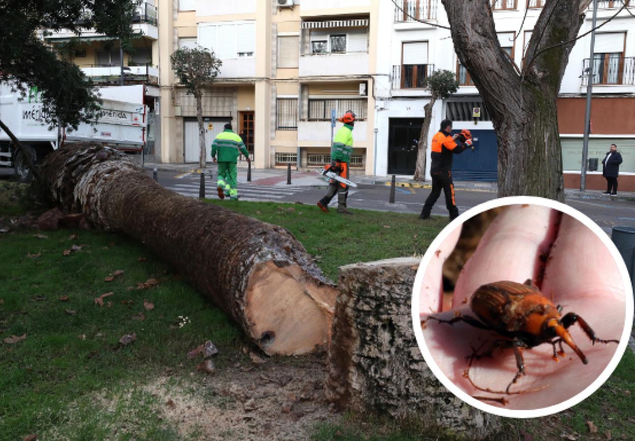 Una de las palmeras taladas el pasado jueves. :: brígido