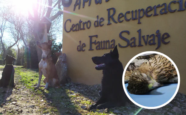 La unidad canina está formada por dos perros mestizos y un pastor alemán.: Águila perdicera fallecida por electrocución en el hospital de AMUS. 