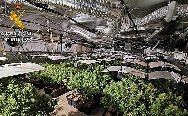 En la nave se encontraron 600 plantas de marihuana:: HOY