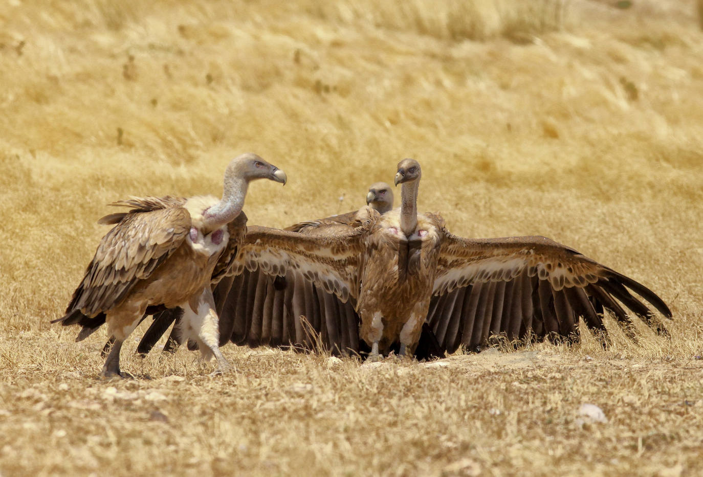 Buitres leonados en el Salto del Gitano.