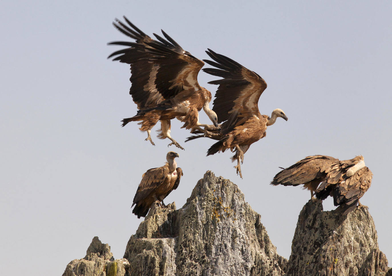 Buitres leonados en el Salto del Gitano.