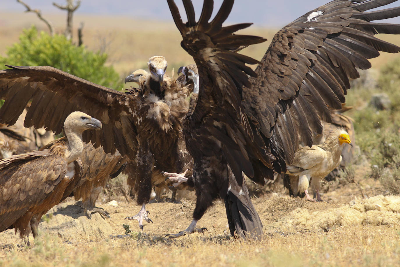 Buitres leonados en el Salto del Gitano.