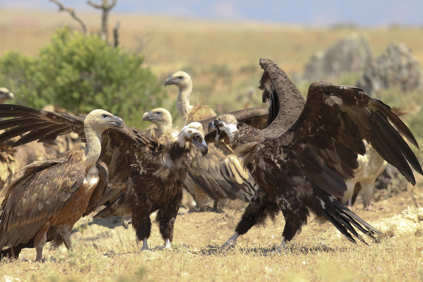 Buitres leonados en el Salto del Gitano.