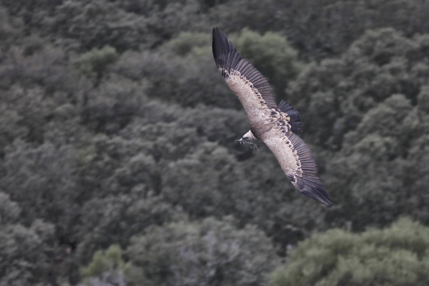 Buitres leonados en el Salto del Gitano.