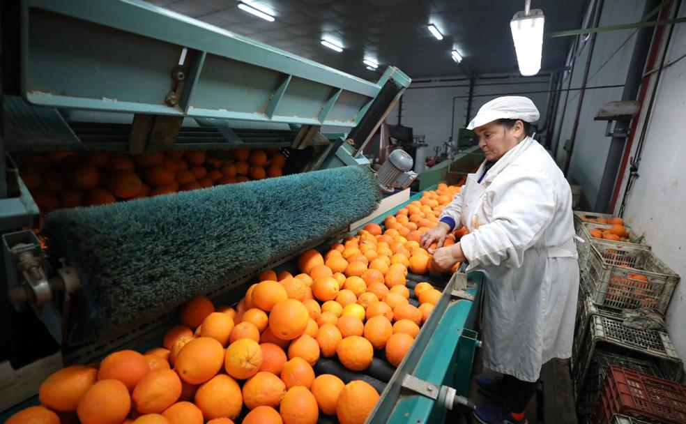 Una trabajadora de Naranjas de Montijo manipula la fruta durante su proceso de limpieza, lavado y envasado .