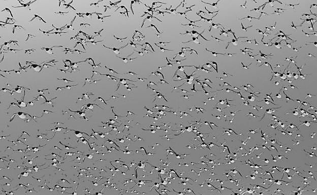 Galería. Una de las imágenes ganadoras del concurso de FIO.