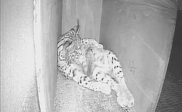 Kolia pare dos cachorros de lince en Zarza de Granadilla 