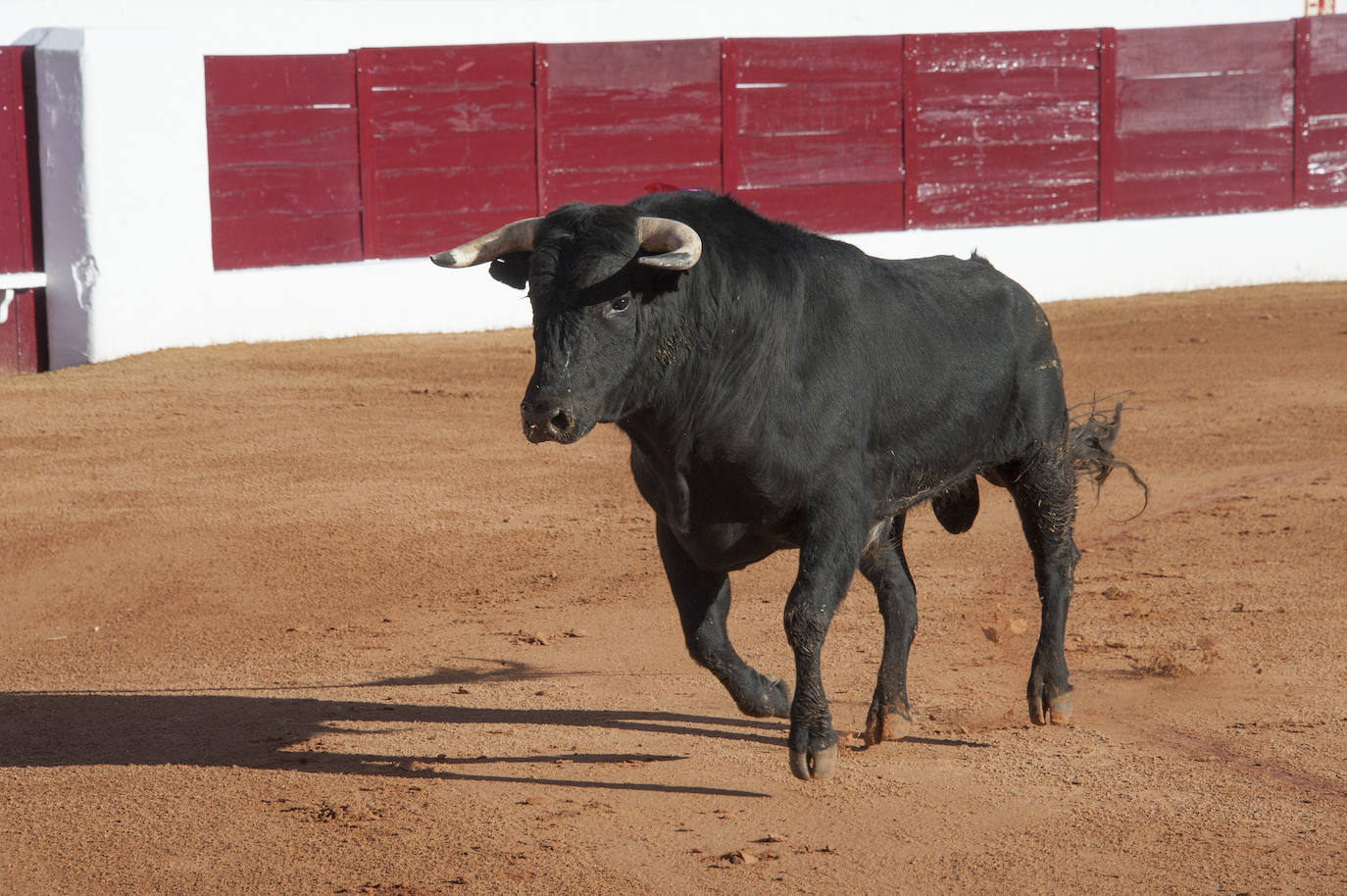 Fotos: Novillada, primera de abono de la Feria de Olivenza