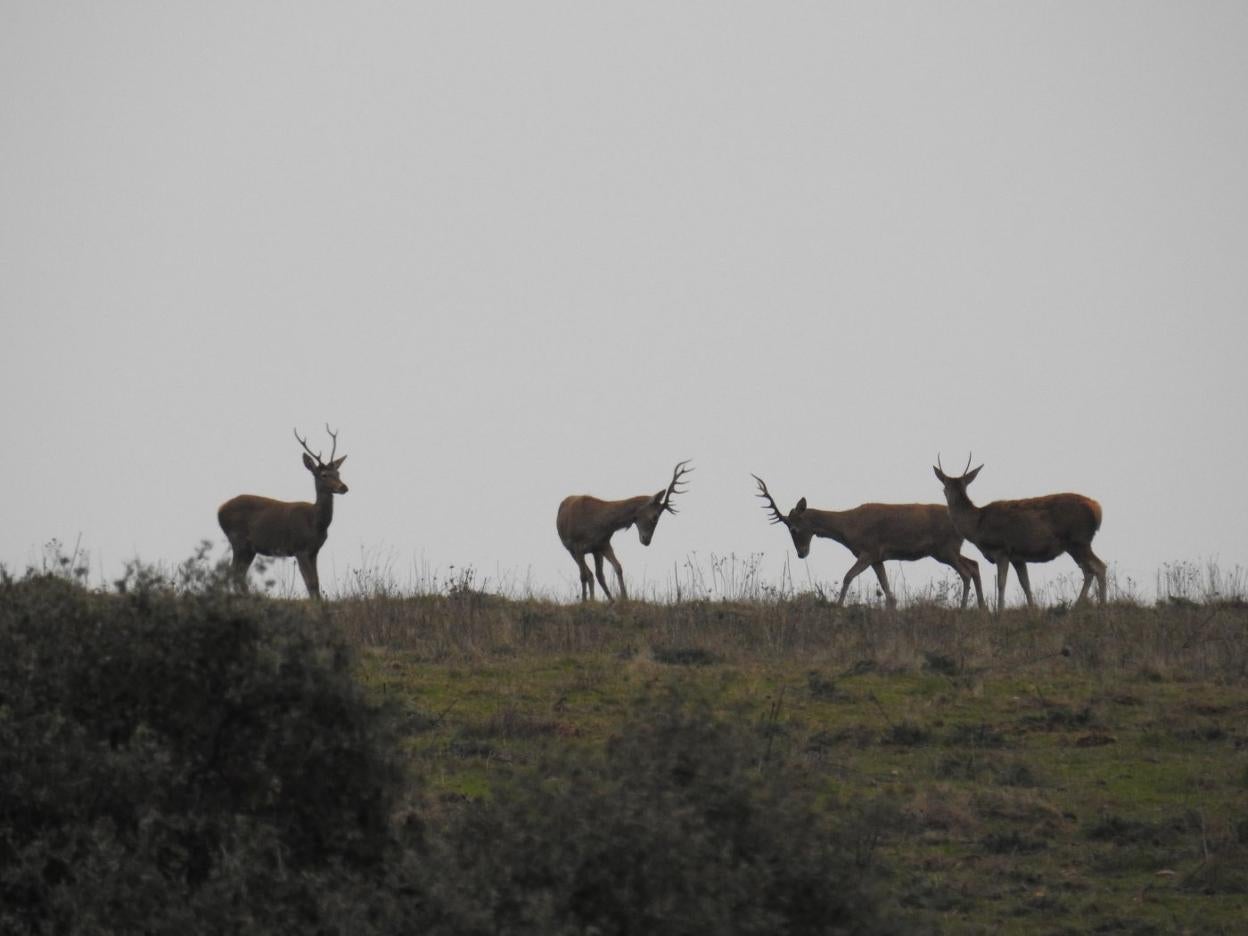 La cría y alimentación en extensivo es característica de la carne de caza. 