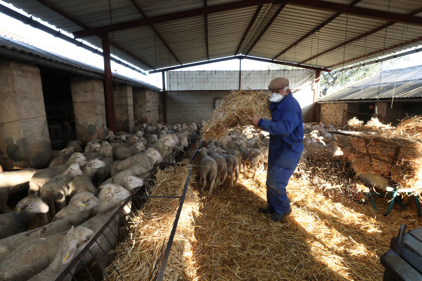 Juan Bonilla alimenta a sus ovejas en una finca de El Carrascalejo, en el entorno de Mérida. 