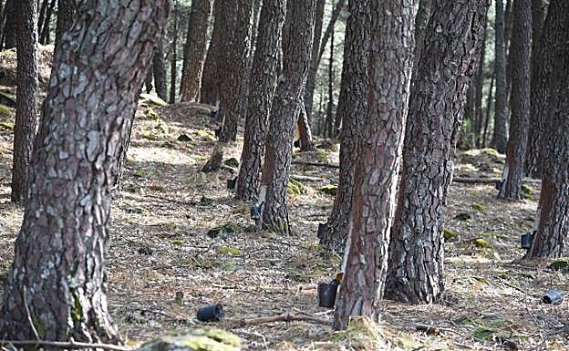 Los pino que resina Juan José están en Jarandilla de la Vera. 