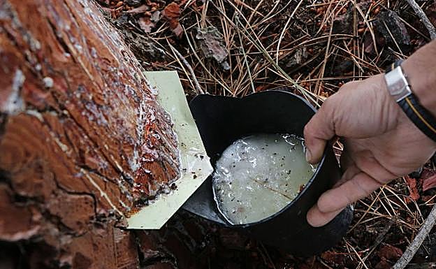 Para su extracción se utiliza una grapa y un pote recolector. 