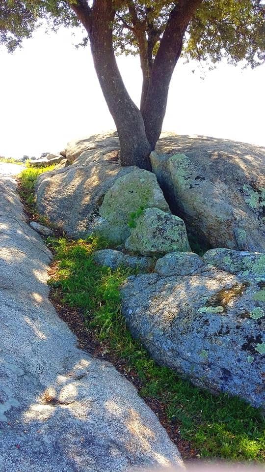 Árbol atrapado por piedras en la Charca de Arriba.
