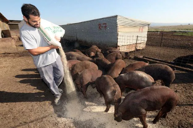 Un empleado del centro de recría de porcino de Iberpex en Trujillanos echa pienso a cerdos duroc. 