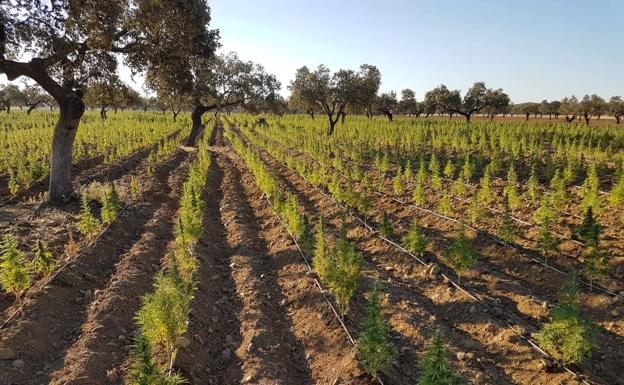 Plantación de varias hectáreas de cáñamo industrial en la región. 