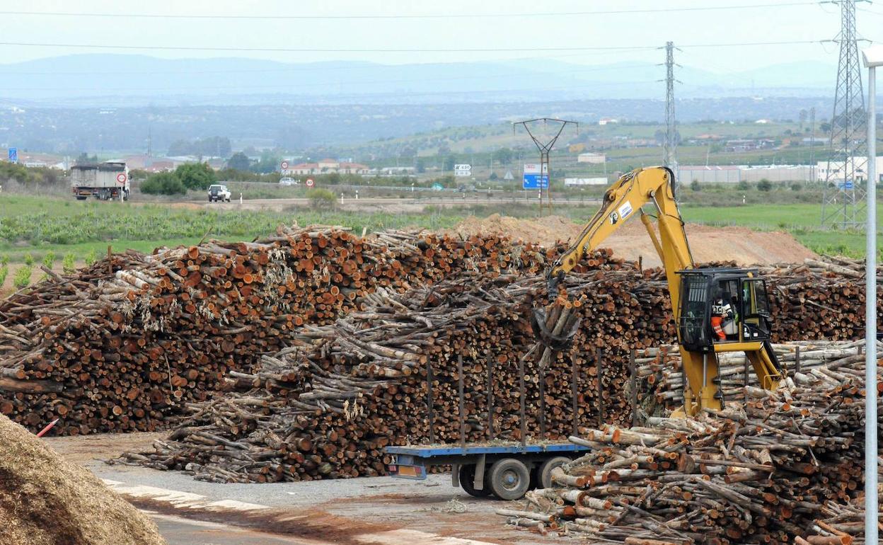 Leña para producir energía en la planta de biomasa de Mérida. 