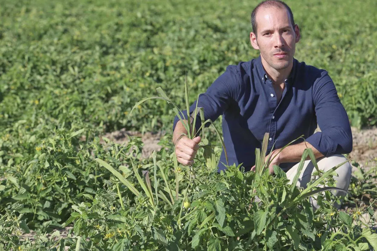 Andújar, sujetando malas hierbas de una de las plantaciones de la empresa Tomates del Guadiana, que también colabora en el proyectos. 