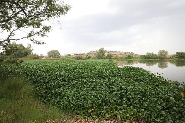 Camalote cubriendo el río aguas arriba de Mérida. 