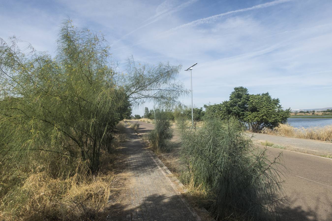 La maleza no permite a los peatones caminar por las aceras