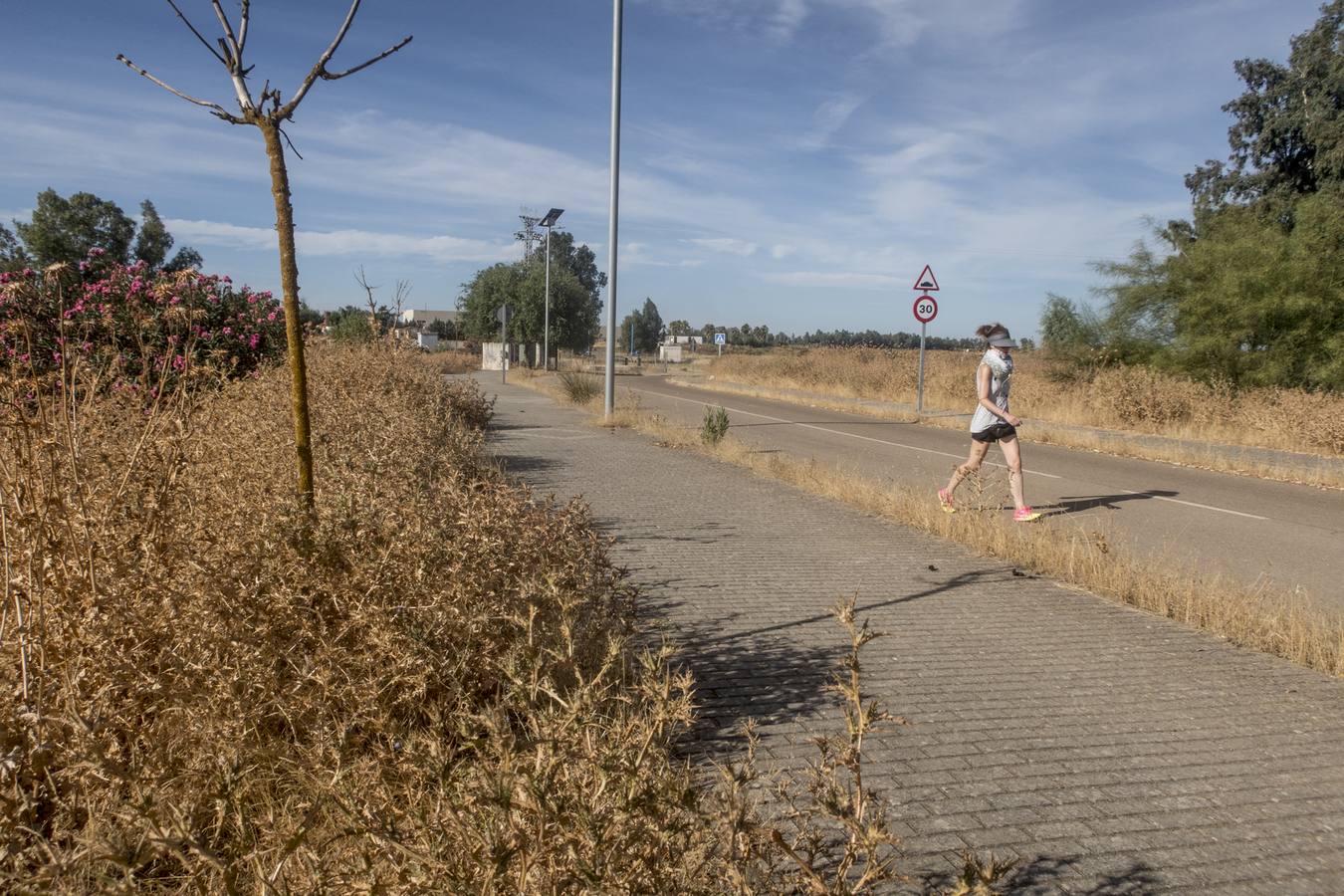 La maleza no permite a los peatones caminar por las aceras