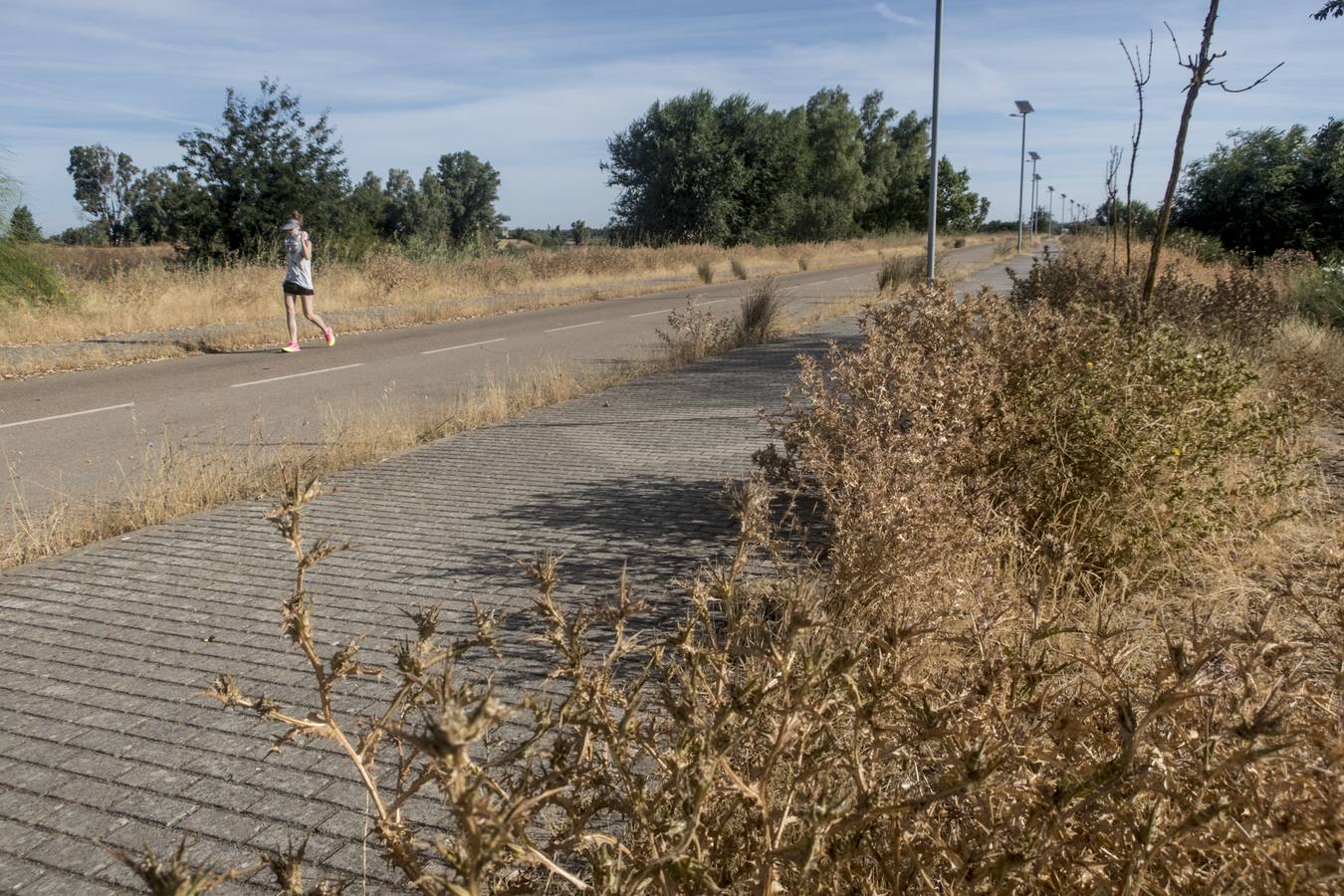 La maleza no permite a los peatones caminar por las aceras