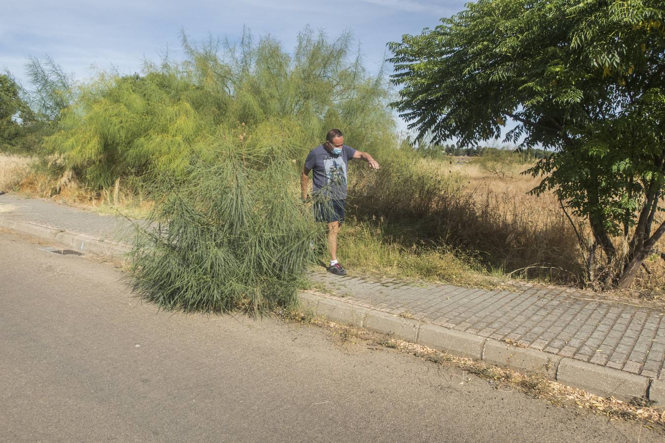 La maleza no permite a los peatones caminar por las aceras