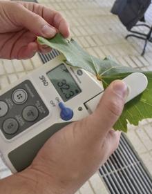 Imagen secundaria 2 - Soluciones ecológicas para las enfermedades de madera de la vid