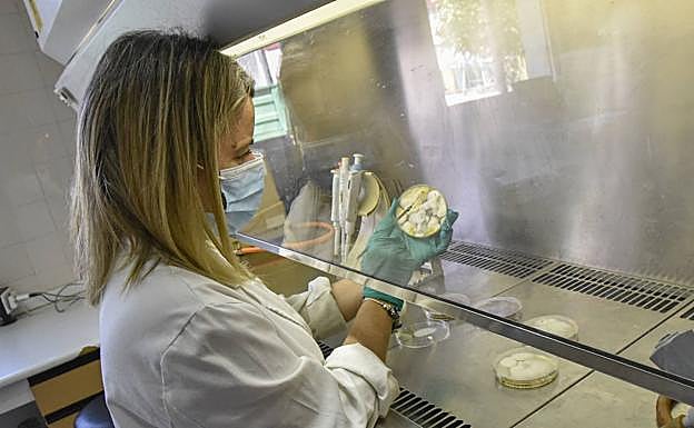 Imagen principal - Soluciones ecológicas para las enfermedades de madera de la vid