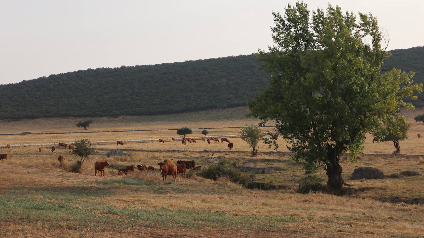 Fotos: RINCONES CON ENCANTO | BA-139, la carretera con la mejor dehesa