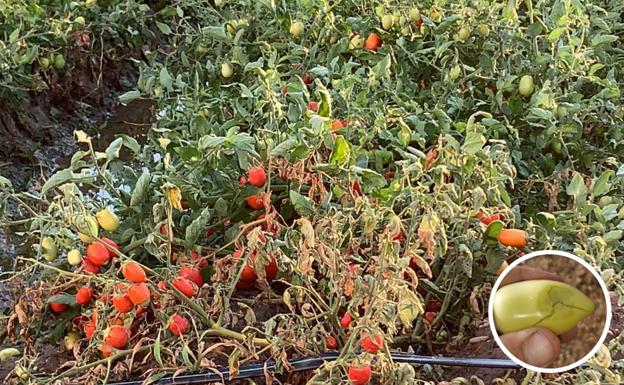 El granizo dañó especialmente a ciruela, melocotón y tomate en la región