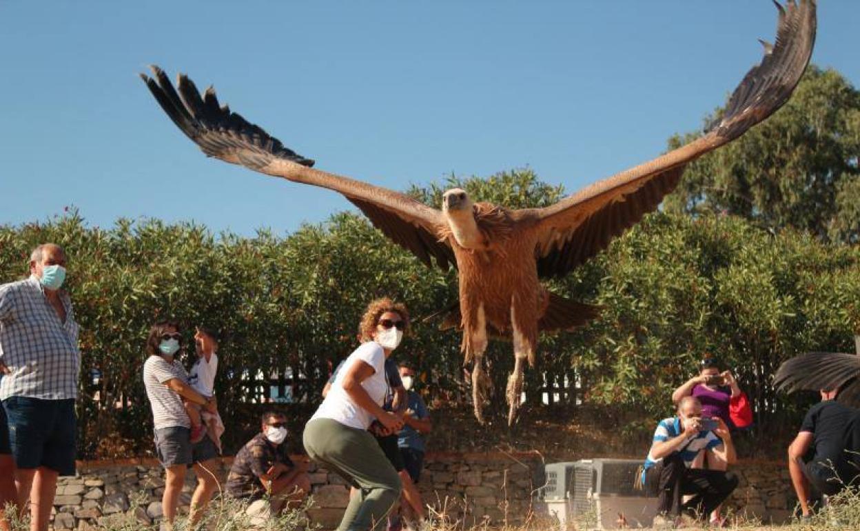 Amus ha realizado un acto hoy en Oliva de la Frontera con motivo del Día Internacional del Buitre.