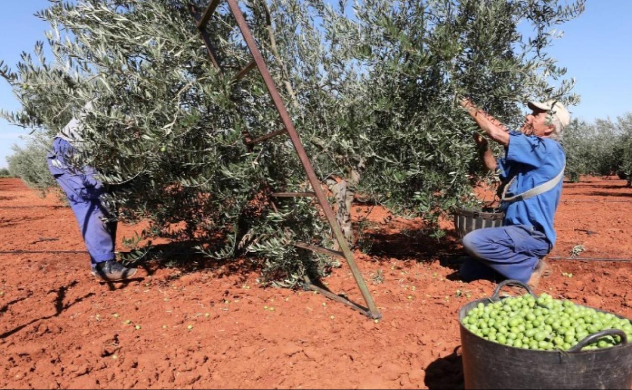 Recogida de aceitunas en Extremadura, la pasada campaña. 