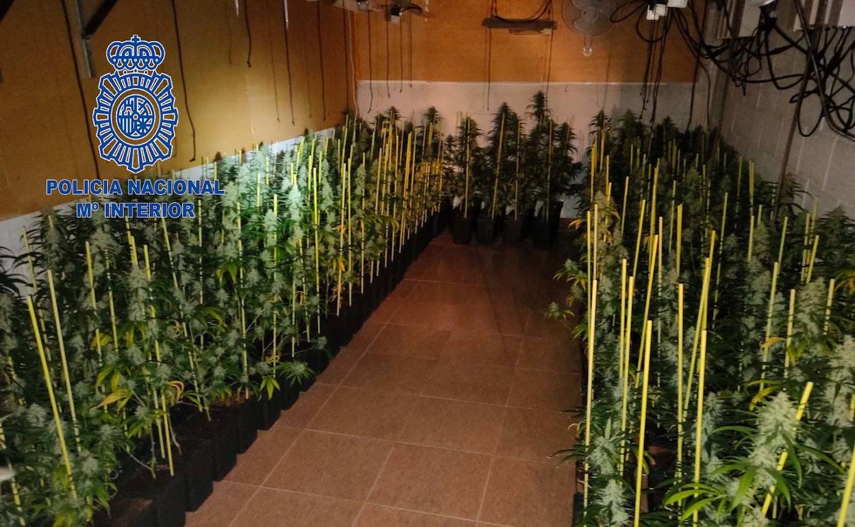 Plantas de marihuana intervenidas por la Policía Nacional. 