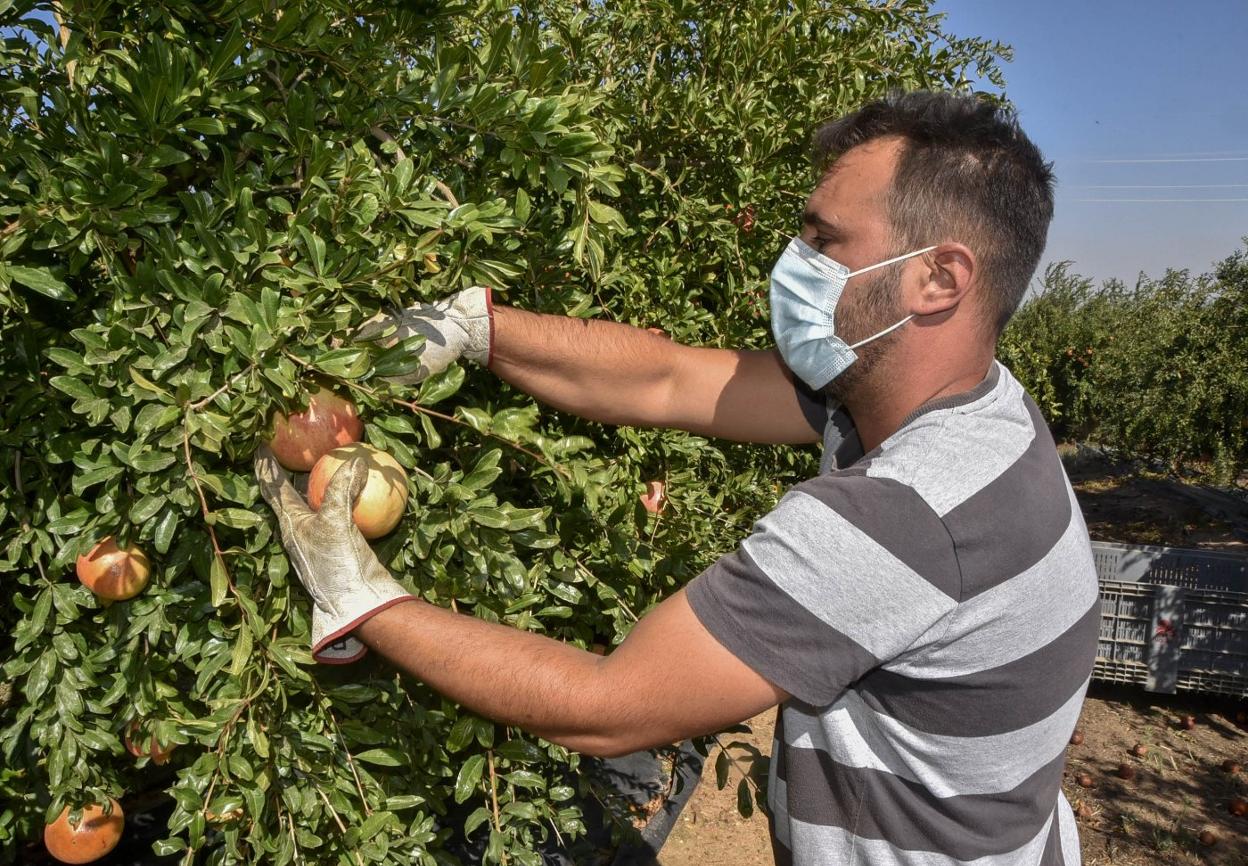 Uno de los trabajadoresde Mogalla recoge a manolas granadas en la finca El Cedeño. 