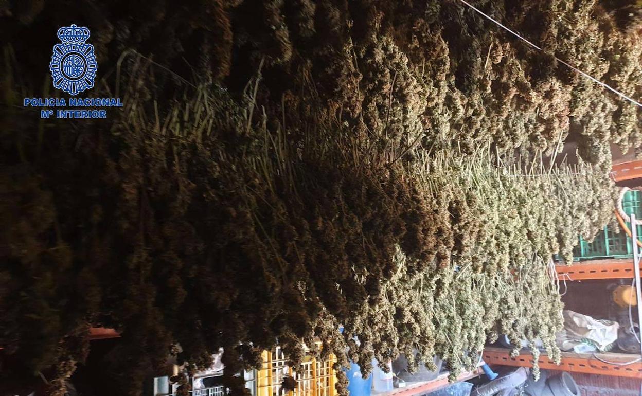 Marihuana colocada en una caseta de aperos que funcionaba como secadero. 