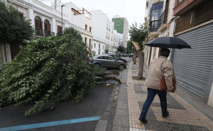 El viento provoca numerosos daños en la región 