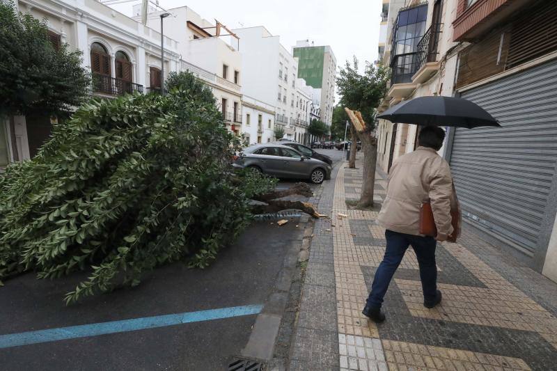 Árbol derribado por el viento en la capital autonómica.