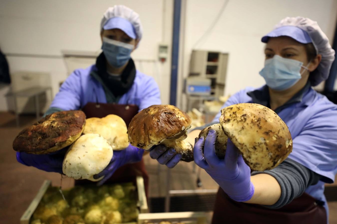 Trabajadores de Productos Silvestres Julián Martín muestran las setas en la fábrica de Moraleja. 